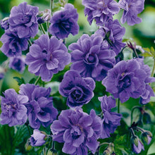 Double Geranium Seeds - Violet