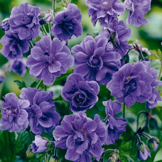 Double Geranium Seeds - Violet