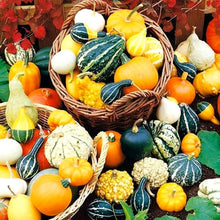 Decorative Pumpkin Mix Seeds