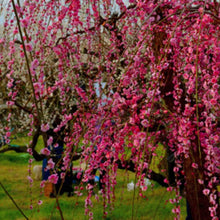 Weeping Cherry Seeds
