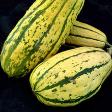 Delicata Squash Seeds