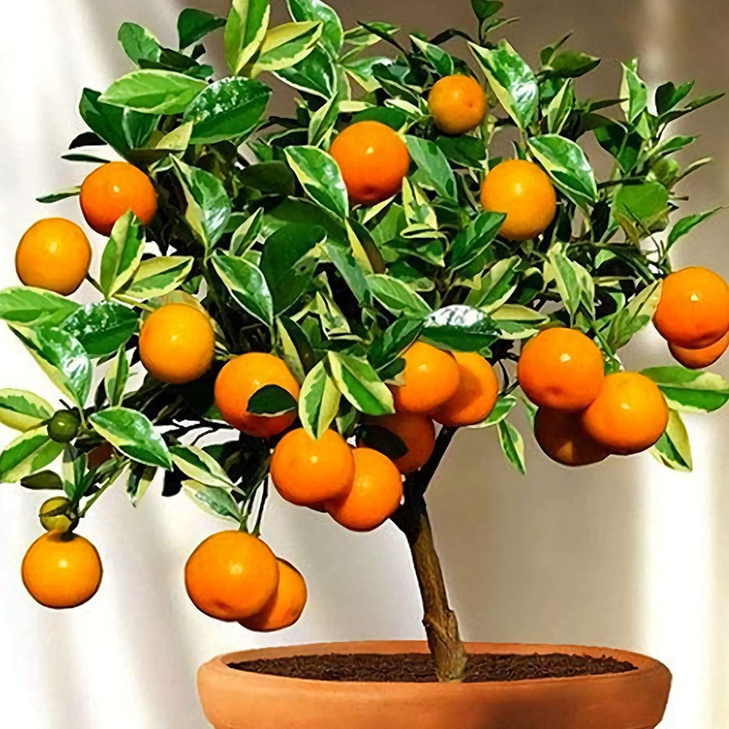 Bonsai Orange Tree Seeds up to 50%