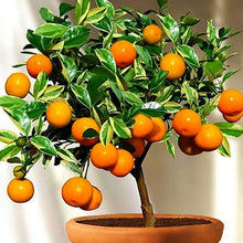 Bonsai Orange Tree Seeds