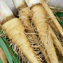Salsify Oat Root Seeds