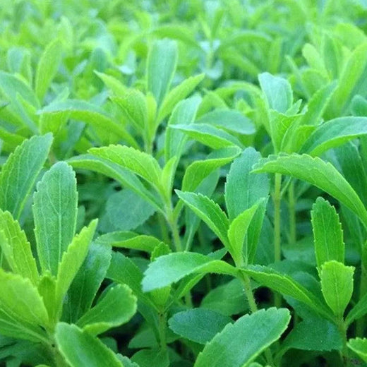 Stevia Sweetleaf Seeds
