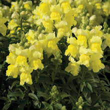 Dwarf Snapdragon Seeds - Yellow