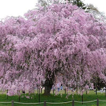 Weeping Cherry Seeds