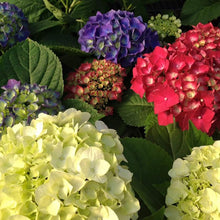 Mixed Hydrangea Flower Seeds