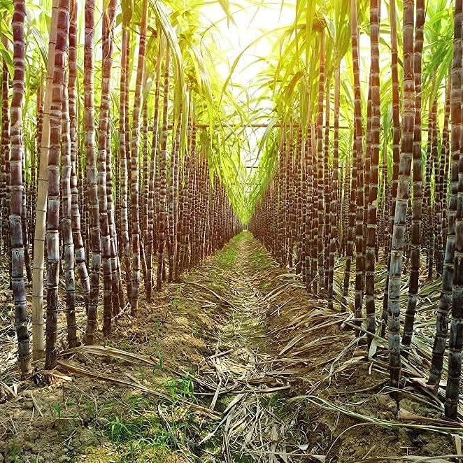 Sugar Cane Seeds