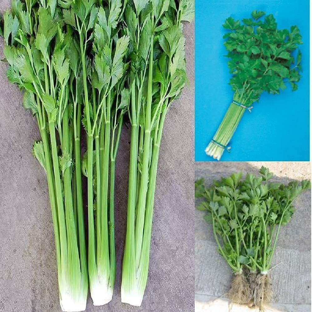 Chinese Celery Vegetable Seeds up to 50%