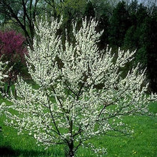 American Wild Plum Seeds