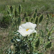 Prickly Poppy Seeds