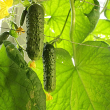 Cucumber Seeds