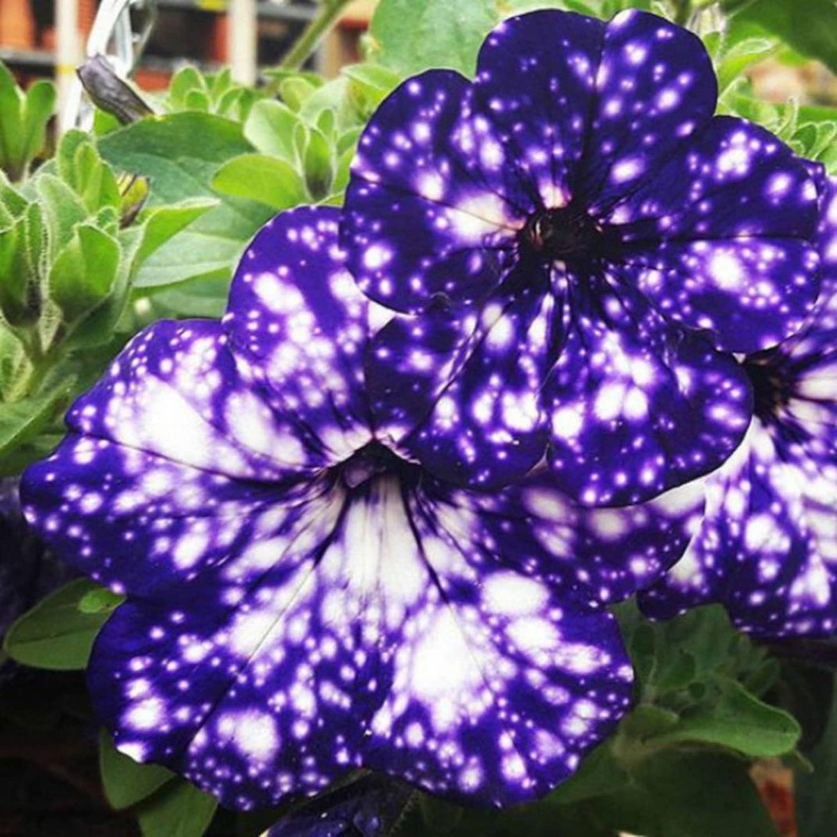 Petunia Seeds