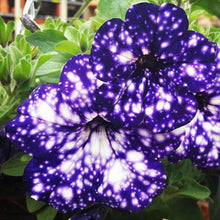 Petunia Seeds