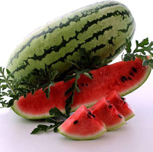Rattlesnake Watermelon Seeds