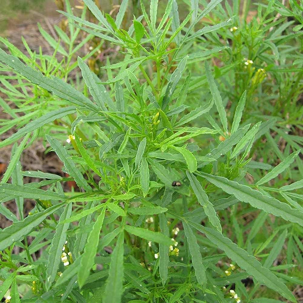 Huacatay Seeds