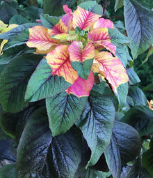 Josephs Coat Amaranth Seeds