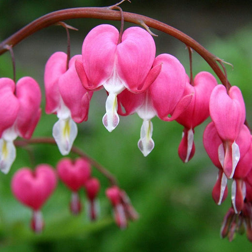 Pink Poof Peony Seeds