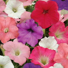 Mix Petunia Seeds