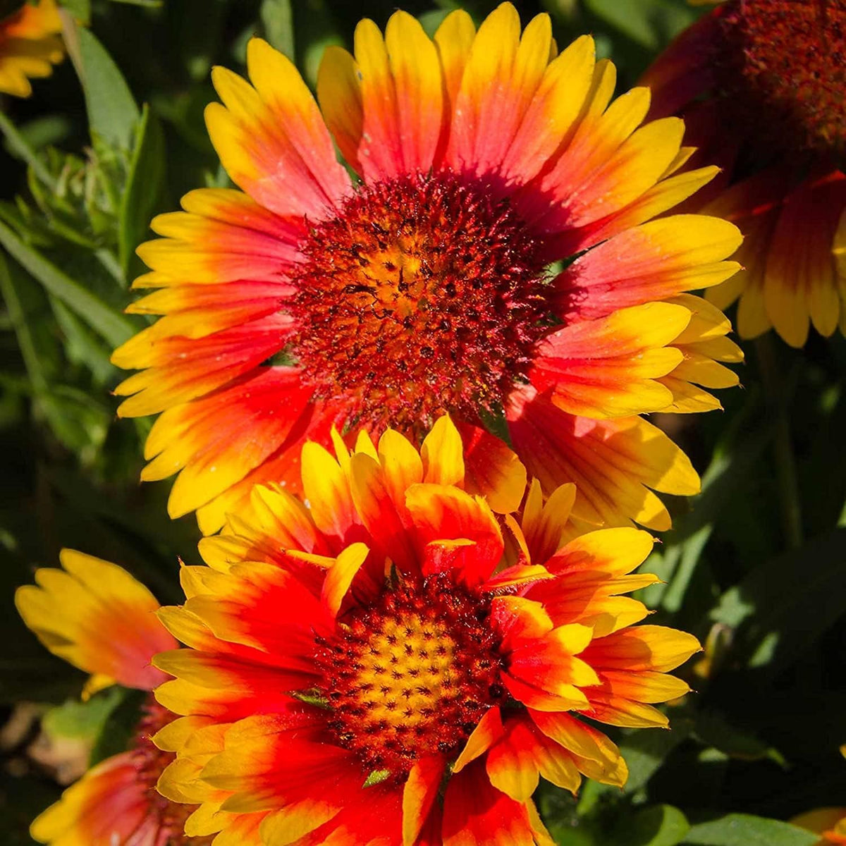 Indian Blanket Seeds