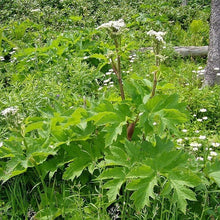 Cow Parsnip Seeds