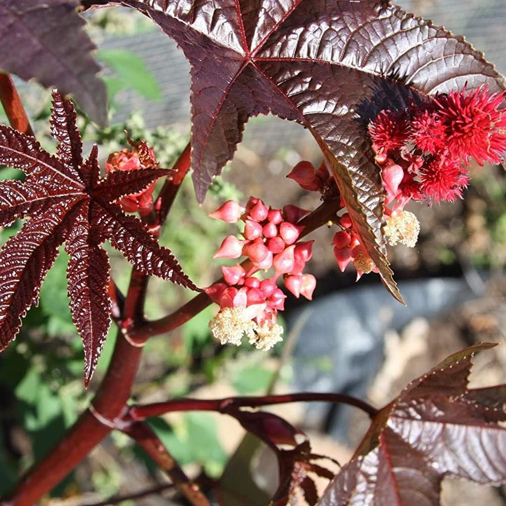 Castor Bean Seeds