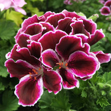 Mixed Geranium Flower Seeds