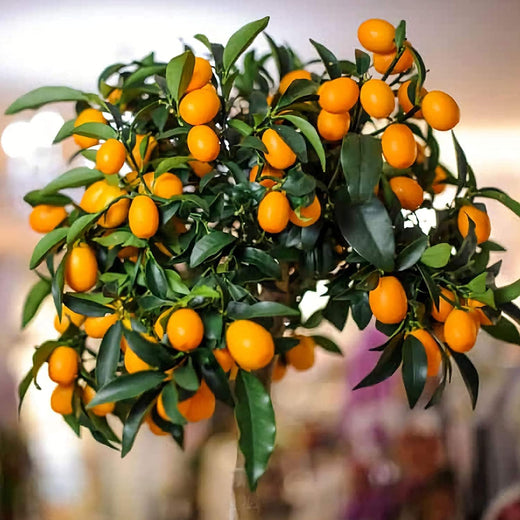 Bonsai Orange Tree Seeds