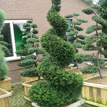 English Yew Seeds