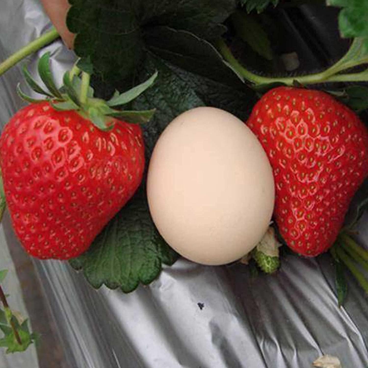 Large Strawberry Seeds  up to 50%