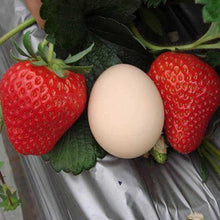 Large Strawberry Seeds