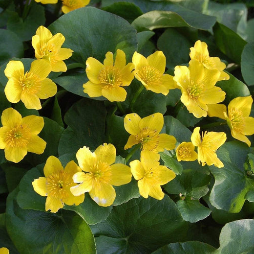 Marsh Marigold Flower Seeds