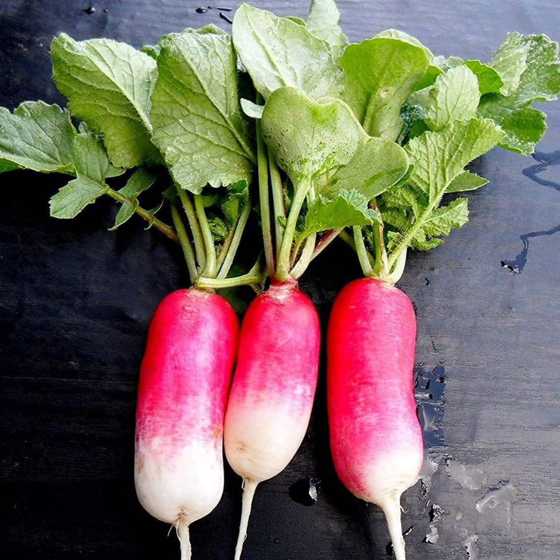 French Breakfast Radish Seeds up to 50%