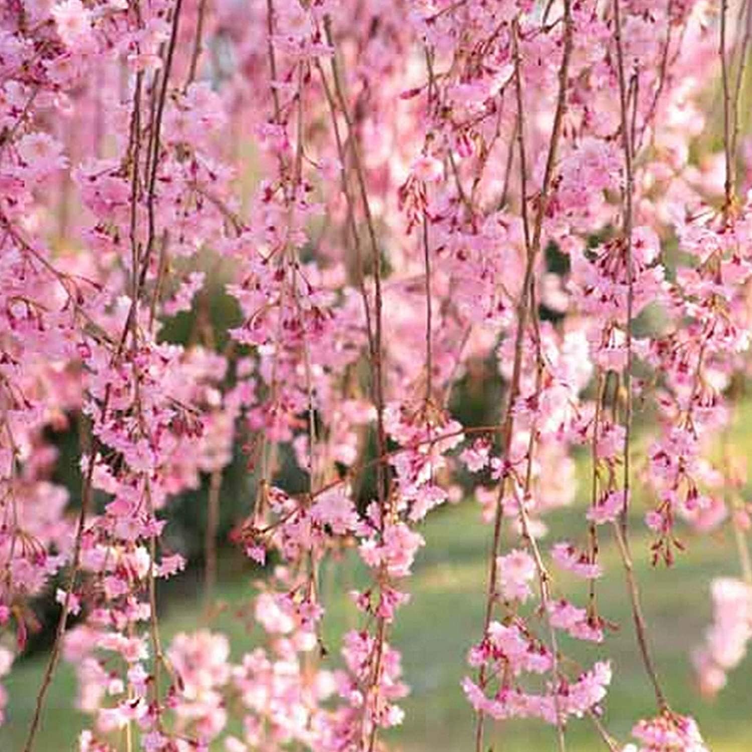 Weeping Cherry Blossom Seeds up to 50%
