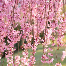 Weeping Cherry Seeds