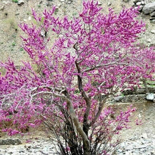 Burning Bush Kochia Seeds