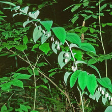 Solomons Seal Seeds