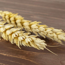 Einkorn Wheat Seeds