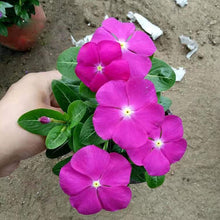 Vinca Seeds - Mixed Periwinkle