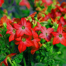 Flowering Tobacco Seeds