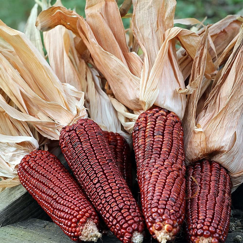 Bloody Butcher Corn Seeds – Heirloom Red Dent Corn for Edible & Ornamental Use – up to 50%