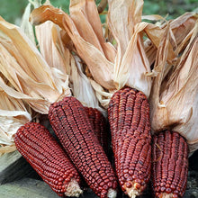 Bloody Butcher Dent Corn Seeds