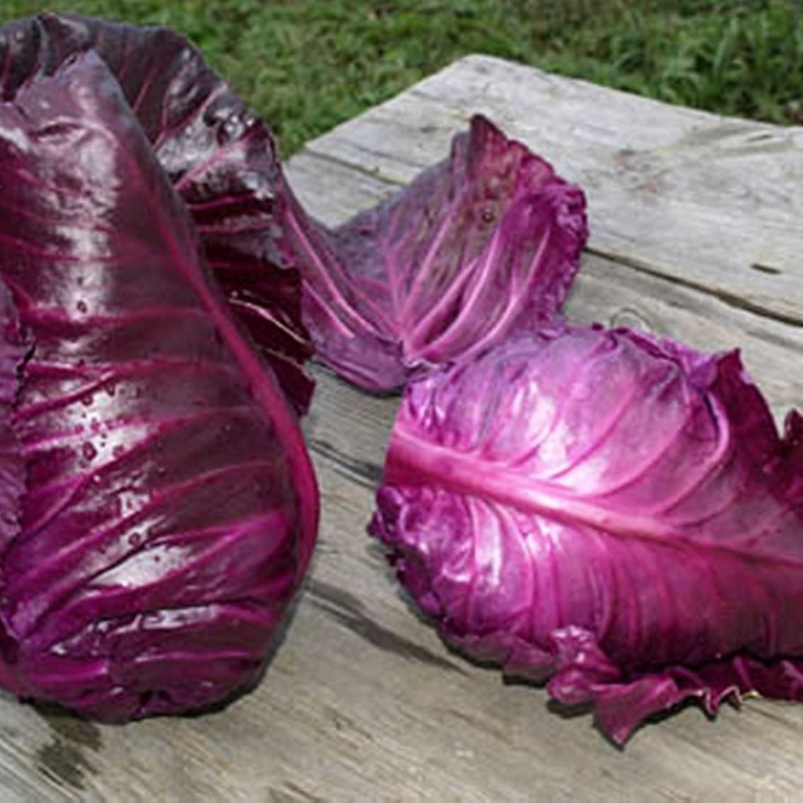 Red Kalibos Cabbage Seeds up to 50%