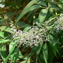 Vitex Seeds