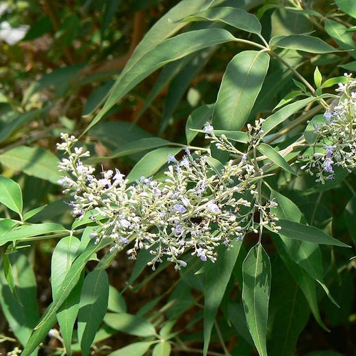Vitex Seeds