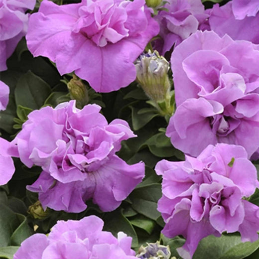 Lavender Double Petunia Seeds