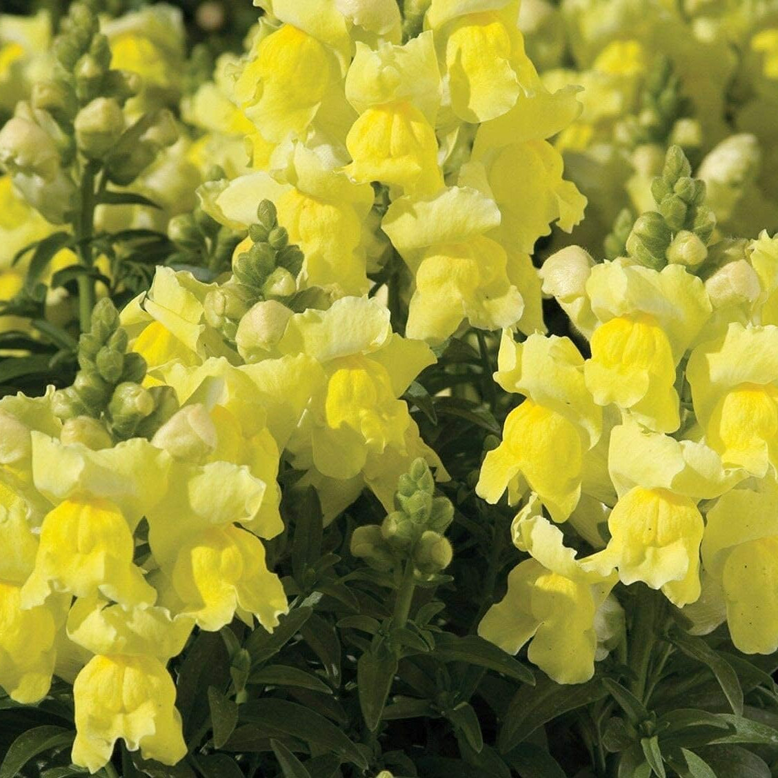 Dwarf Snapdragon Seeds - Yellow