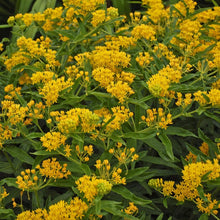 Hello Yellow Butterfly Milkweed Seeds