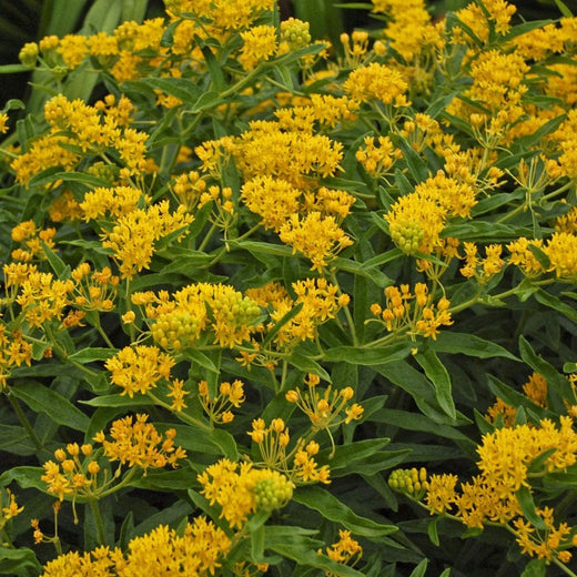 Hello Yellow Butterfly Milkweed Seeds